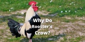 Why Do Rooster's Crow? All About Roosters Sound