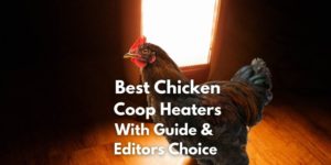 10 Best Chicken Coop Heaters: Guide & Editors Choice