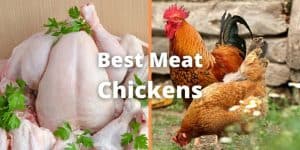 Top 17 Best Meat Chickens (Breed list with images)