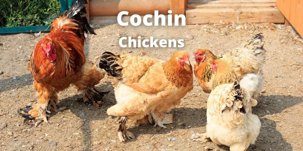 Cochin Chicken Breed Guide: Size, Varieties, Eggs, Care, Images