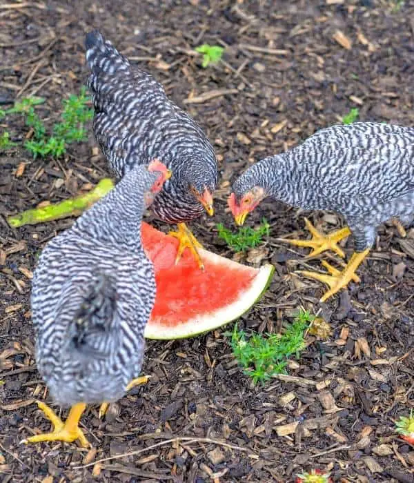 3 hens eating watermelon flesh