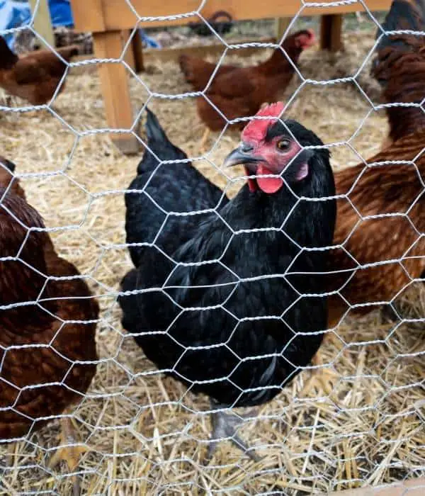 A black Jersey Giant Pullet inside coop fensing