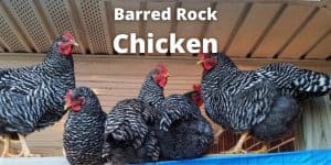 Barred Rock Chicken Breed Guide: Facts, Eggs, Color, Temperament, Pictures
