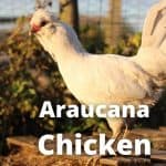 Araucana Chicken Breed Guide: Lifespan, Color, Eggs, Care Guide, Pictures