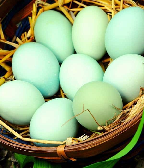 Blue Green Eggs of Araucana Chicken