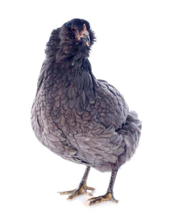 Araucana Chicken with White Background