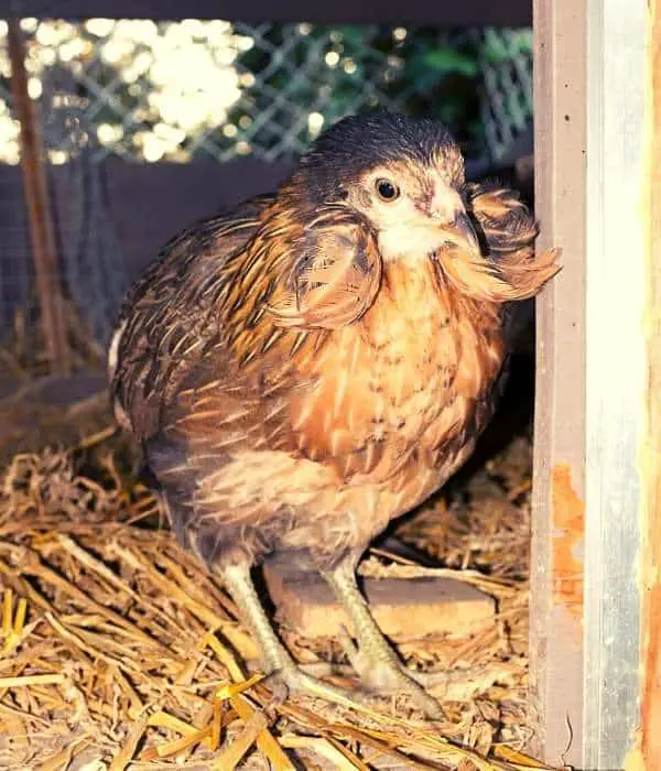 Araucana Pullet