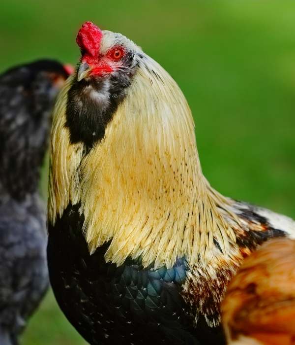 Araucana Rooster