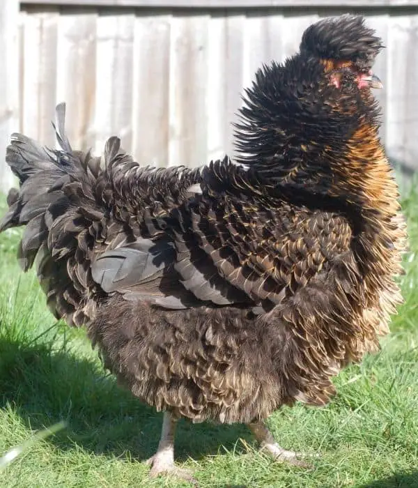 Auracana Frizzle Hen