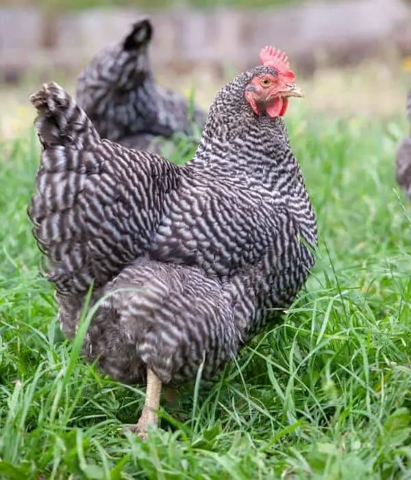 Barred Plymouth Rock roosters