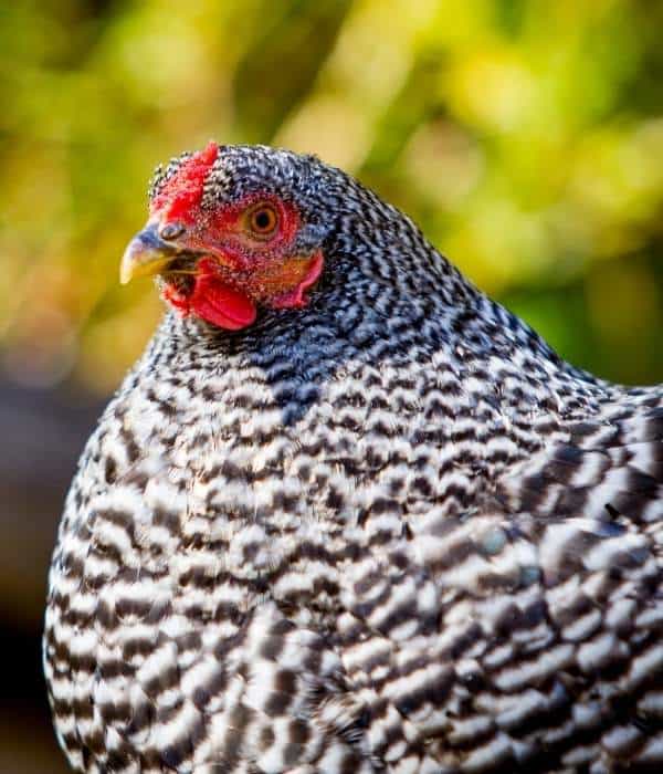 Benefits of Raising Barred Rock Chickens