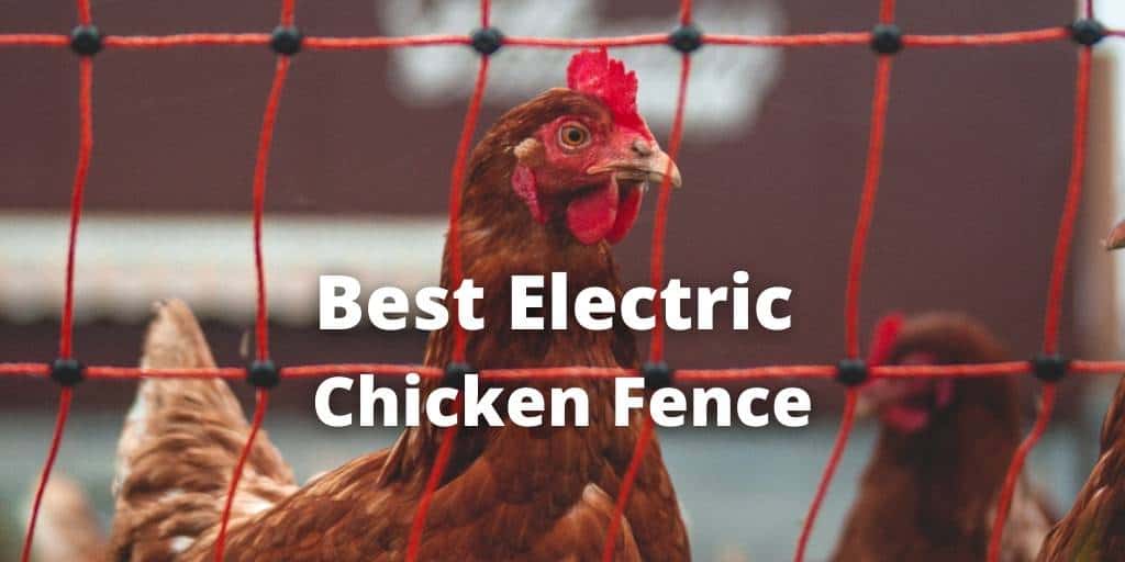 Top 11 Best Electric Chicken Fence or Poultry Netting with Kits