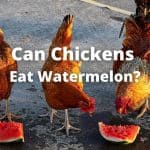 Can Chickens Eat Watermelon? Rind, Flesh, Leaves, Seeds