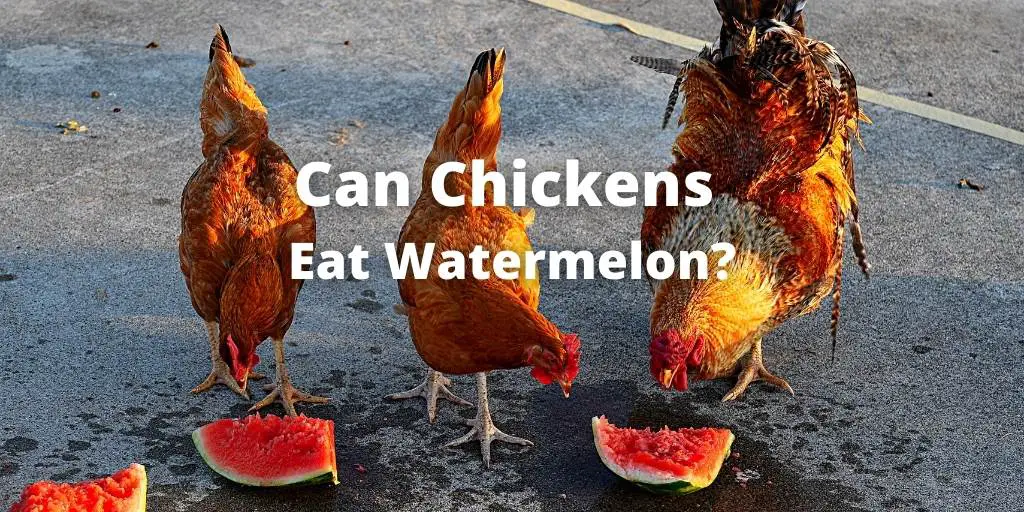 Can Chickens Eat Watermelon? Rind, Flesh, Leaves, Seeds