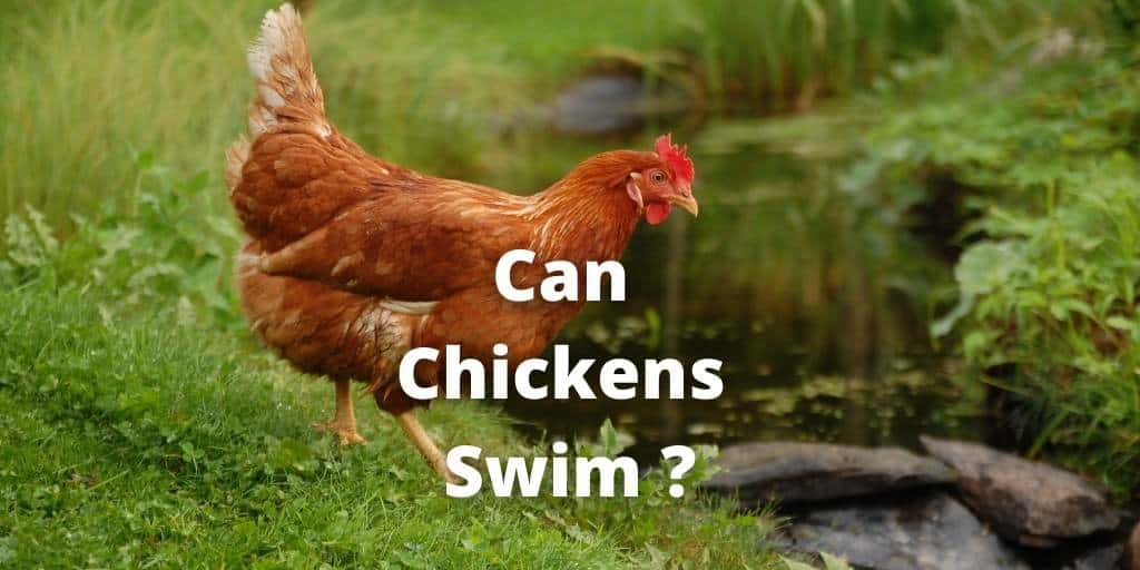 Can Chicken Swim? Read Before Allowing Them To Pool or Water