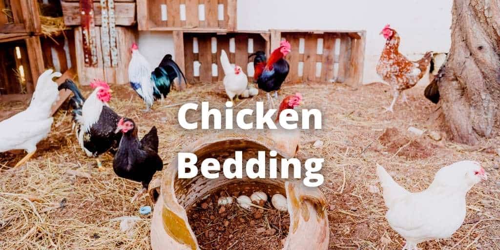 Best Chicken Bedding for Coop Nesting Boxes, Baby Chicks, Run