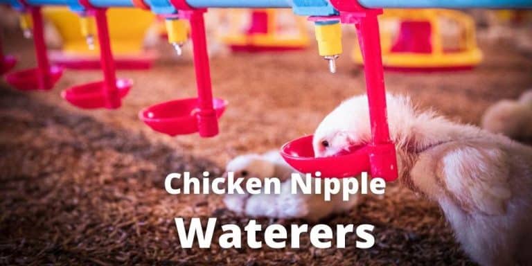 Top 9 Best Chicken Nipple Waterers: Pros, Cons, DIY Guide