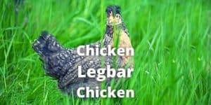 Cream Legbar Chicken Breed Guide: Eggs, Color, Temperament, Care, Pictures