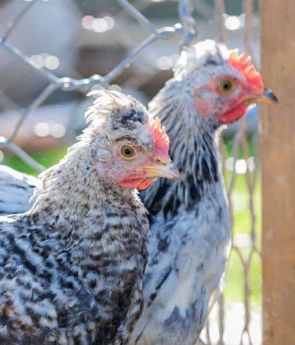 Cream Legbar Chicken Wattles Comb and Head Focused