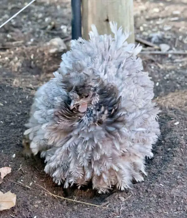 Frizzle chicken busy in dust bath