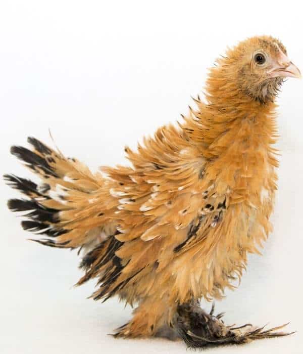 frizzle chicken