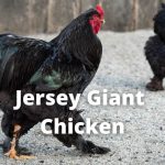 Jersey Giant Chicken Breed Guide: Facts, Size, Eggs, Pictures