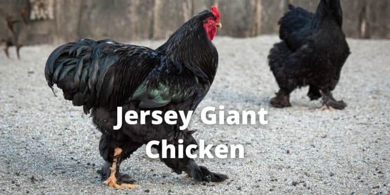 Jersey Giant Chicken Breed Guide: Facts, Size, Eggs, Pictures