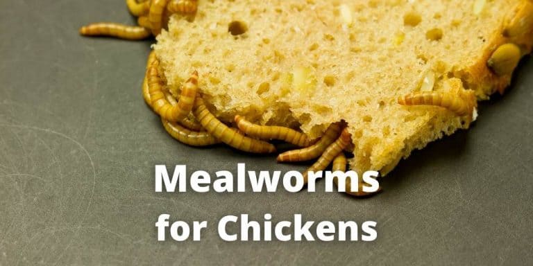 Mealworms for Chickens: Benefits, Raising & Feeding Guide