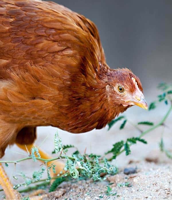 New Hampshire Puller Pecking on Plant