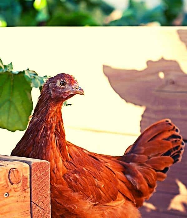 New Hampshire Red Pullet