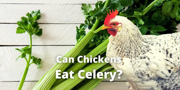 Can Chickens Eat Celery