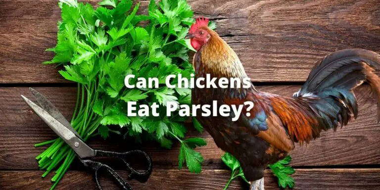 Can Chickens Eat Parsley? Don't Give Without Reading This