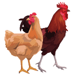chicken breed guide category icon