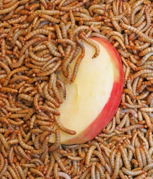 mealworms eating apple