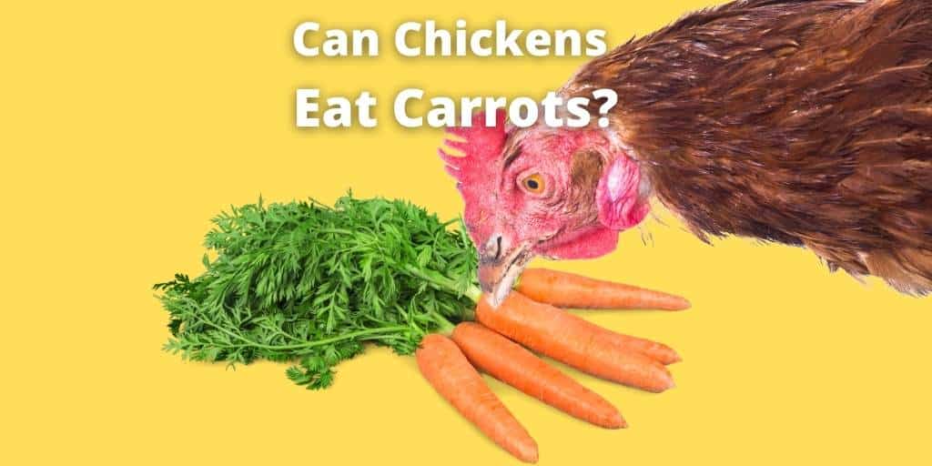 Can Chickens Eat Carrots? Leaves, Raw and Boiled