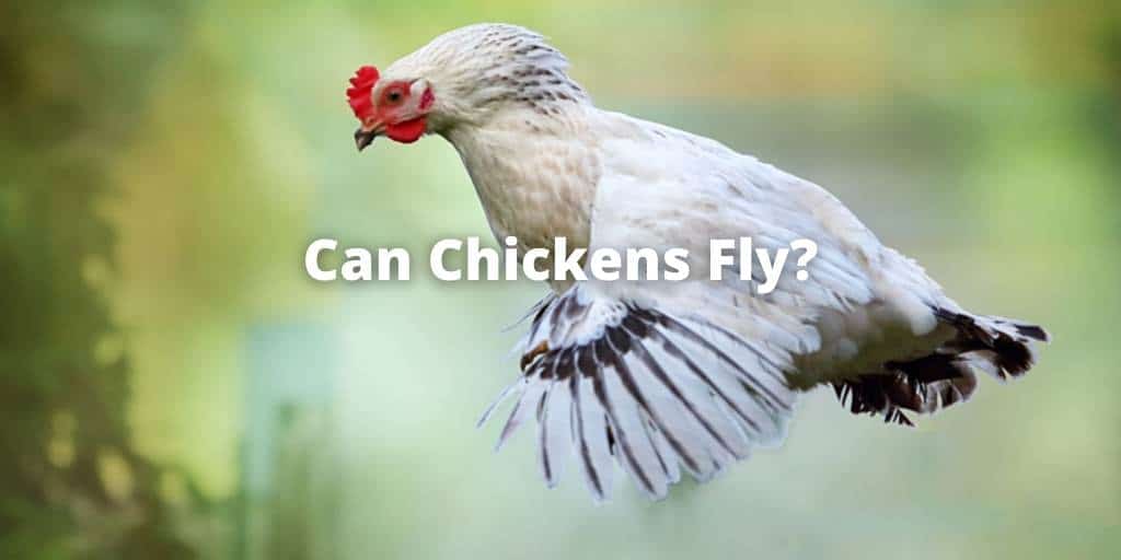 Can Chickens Fly? Find The Complete Answer Here
