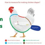 Chicken Diapers 101: Benefits, DIY Ideas, Do You Need It?