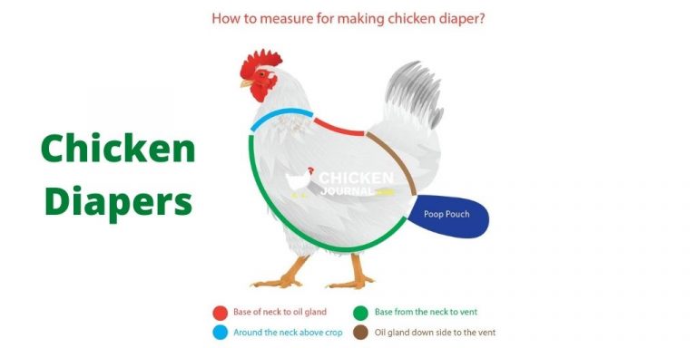 Chicken Diapers 101: Benefits, DIY Ideas, Do You Need It?