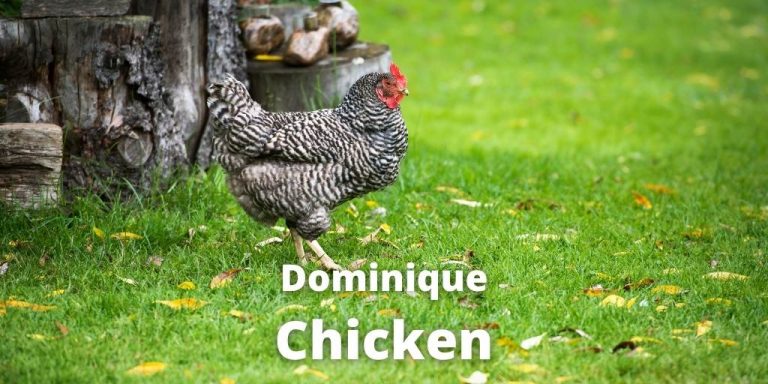 Dominique Chicken Breed Guide: Eggs, Color, Care, Pictures