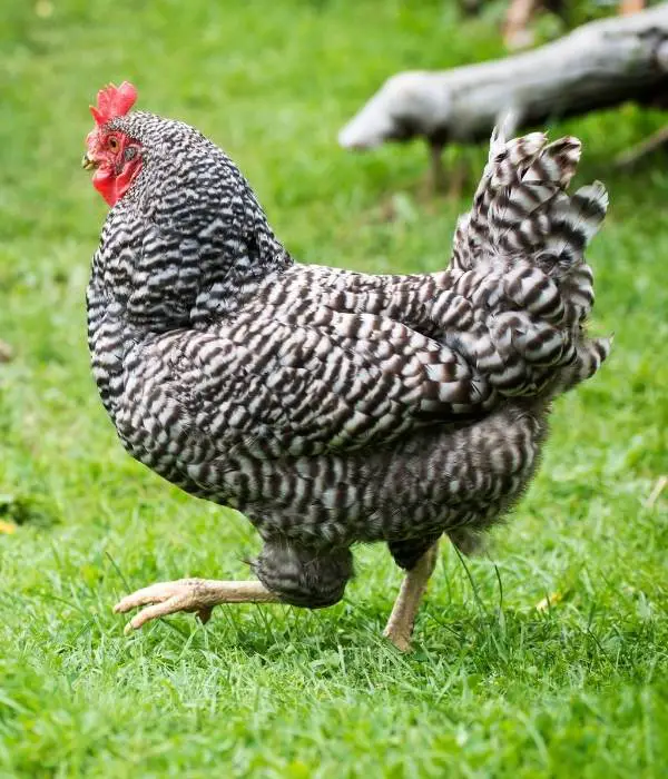 Dominique chicken free ranging