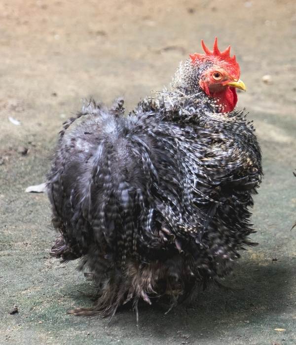 Dominique rooster frizzle picture