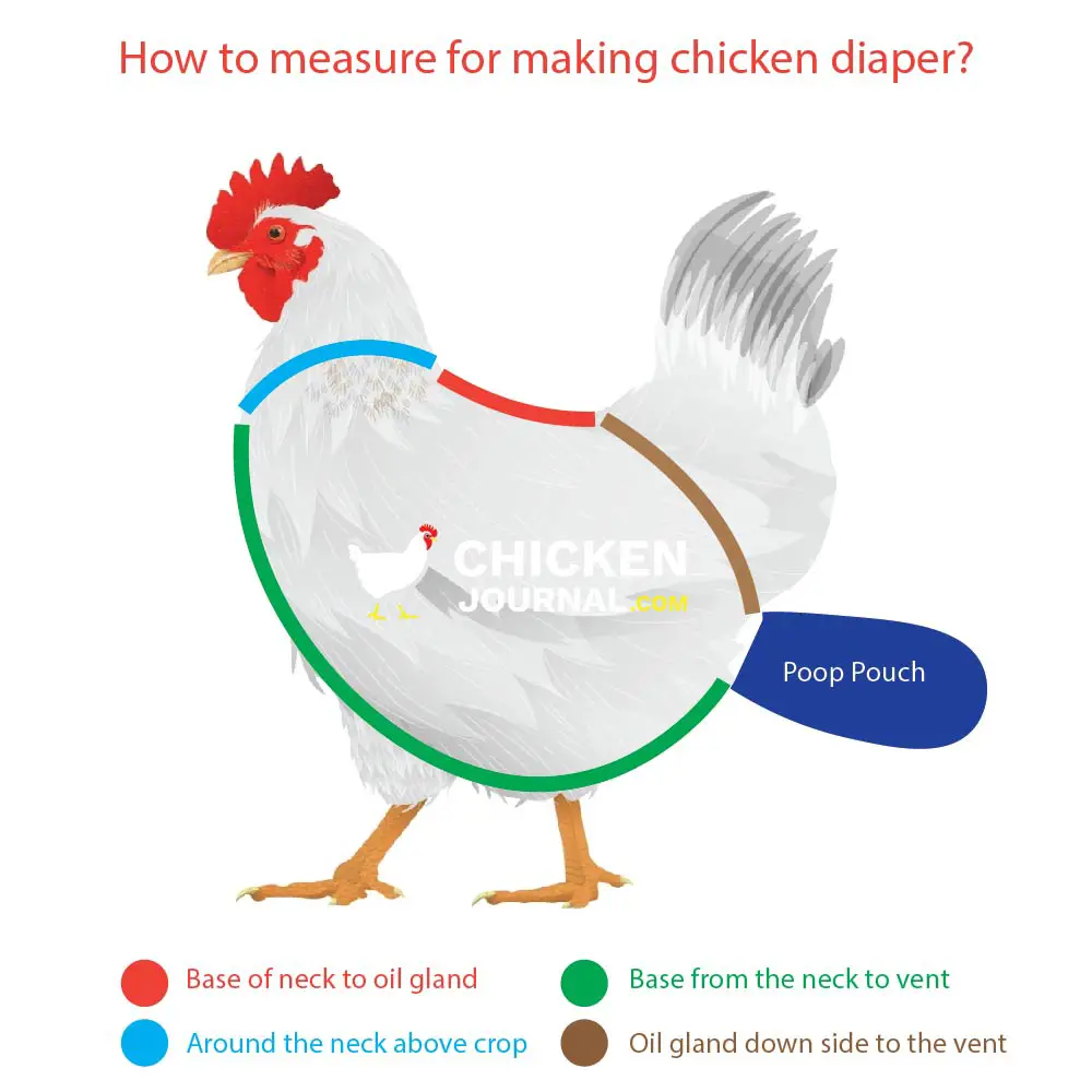 Taking measurements for chicken diaper