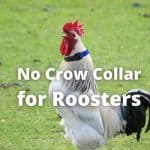 No Crow Collar for Roosters: All About Its Use, Pros, & Cons
