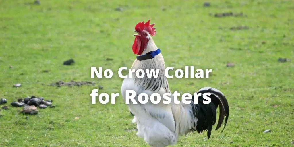 No Crow Collar for Roosters: All About Its Use, Pros, & Cons