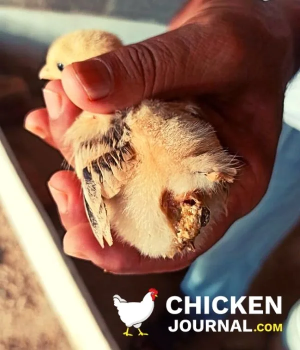 Pasty Butt In Chickens: Causes, Treatment &Amp; Prevention Tips 3 pasty butt in baby chicks
