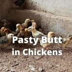 Pasty Butt in Chickens: Causes, Treatment & Prevention Tips