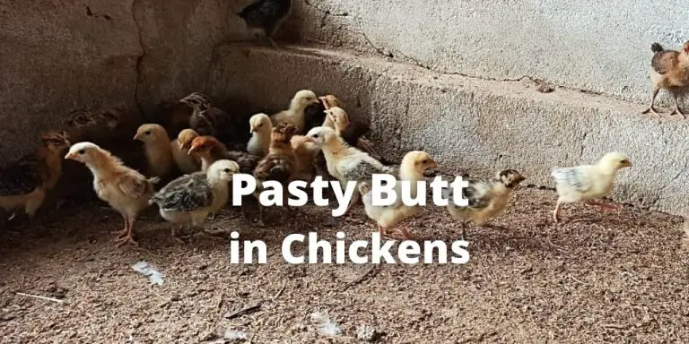 Pasty Butt in Chickens: Causes, Treatment & Prevention Tips