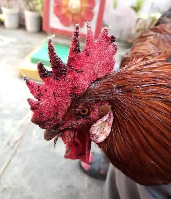 My injured rhode island red chicken