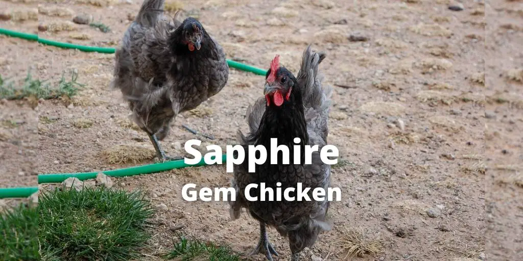 Sapphire Gem Chicken Breed Guide: Size, Eggs, Care, Pictures