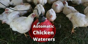 Top 7 Best Automatic Chicken Waterers For Your Poultry Birds